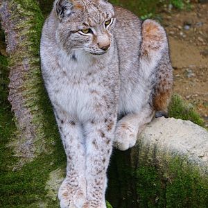 Lynx