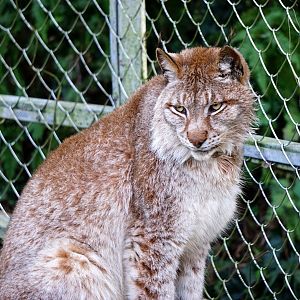 Lynx
