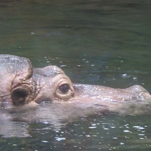 hippo