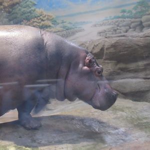 hippo
