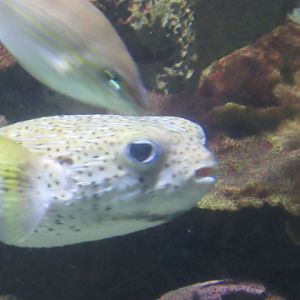 porcupine puffer