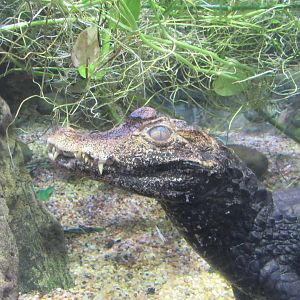 black caiman