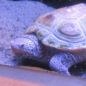 diamond back terrapin