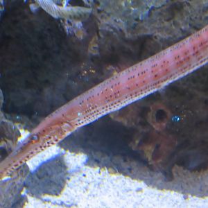 can somebody identify this species