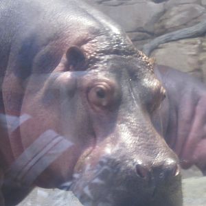 hippo