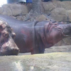 hippos