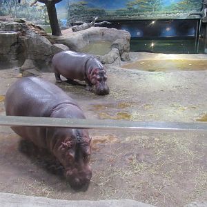 hippos