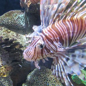 lionfish