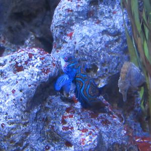 can someone identify