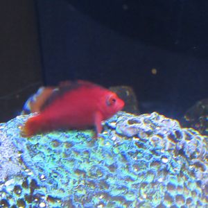 can someone identify