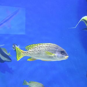 can somebody identify