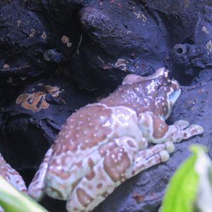 Amazon milk frog