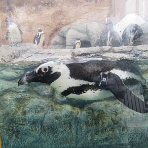 African penguin