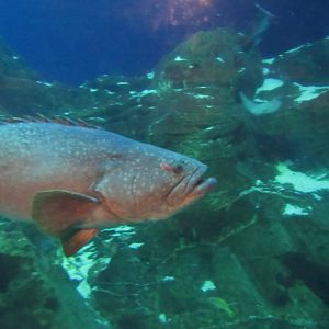 I think this is a queensland grouper