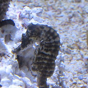 can somebody identify