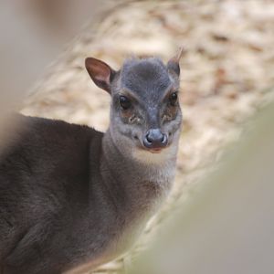 Congo blue duiker