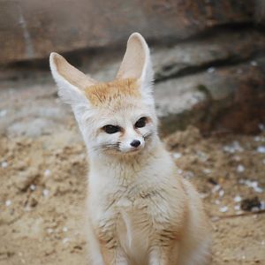 Fennec fox