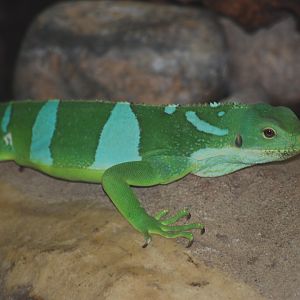 Fiji banded iguana