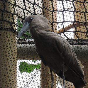 Hamerkop
