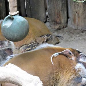 Red river hog family shot