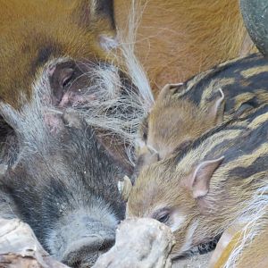 Philip and the hoglets