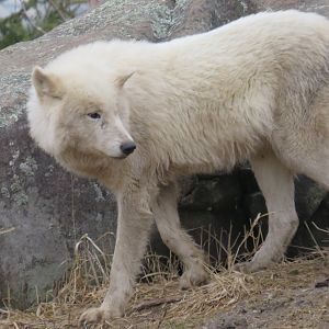 Arctic wolf