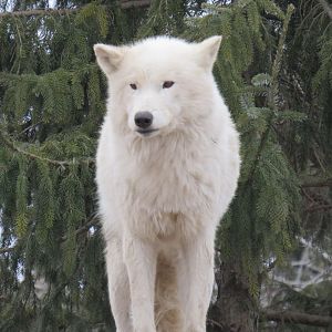 Arctic wolf front view
