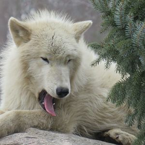 Disgusted arctic wolf