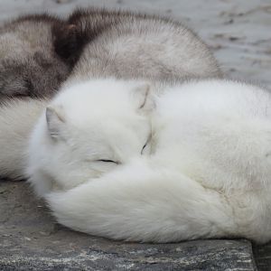 Sleeping arctic foxes