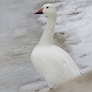 Snow goose