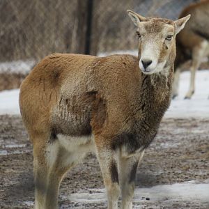 Female mouflon