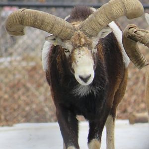 Male mouflon