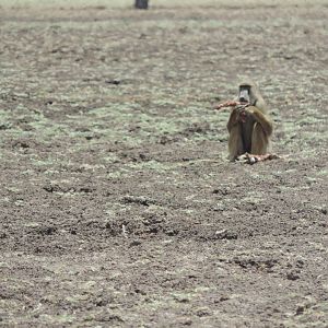 baboon eating a impala selous okt 2016