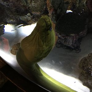 Green moray eel