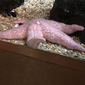 Pink sea star