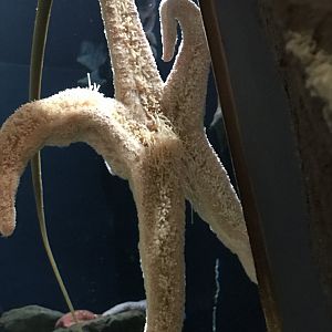 Sea star