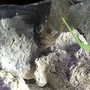 Sarcastic fringehead