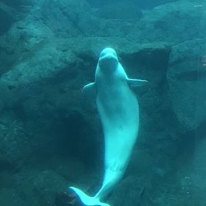 Beluga whale
