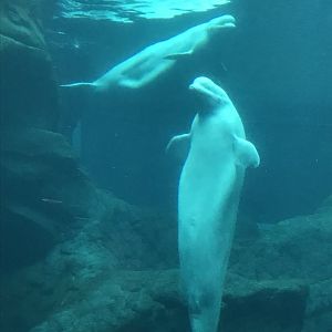 Beluga whales