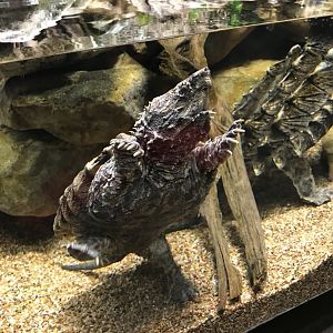 Alligator snapping turtle