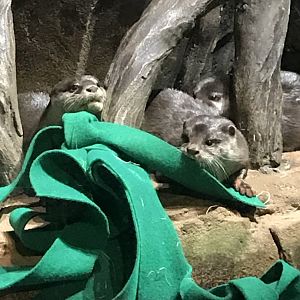 Asian small-clawed otters
