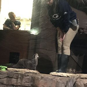 Asian small-clawed otter training