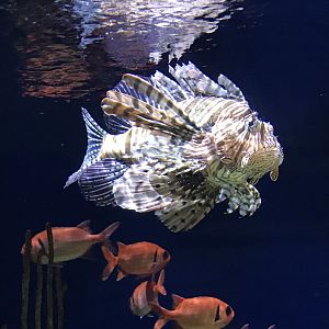 Red lionfish/blackbar soldierfish