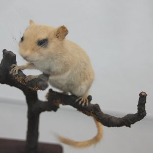 Hasel dormouse