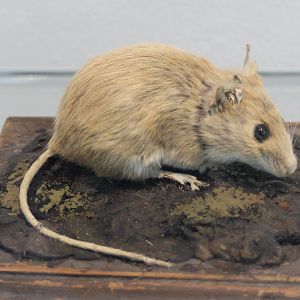 Yellow-necked mouse