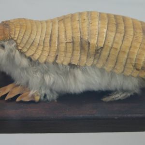 Pink fairy armadillo