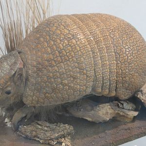 Southern three-banded armadillo