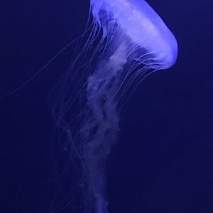 Atlantic sea nettle