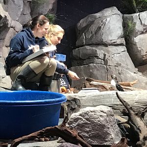 Horned puffin/keepers