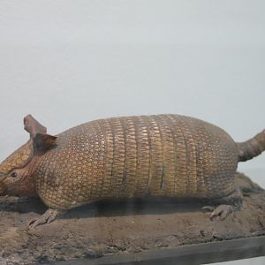 Armadillo species